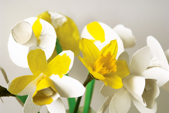 k staelin: daffodil series: daffodils I